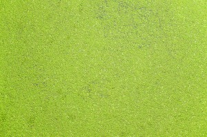 Gambar Chlorophyceae (Green Algae) Macam bentuk, Fungsi dan Kerugian Ganggang Hijau