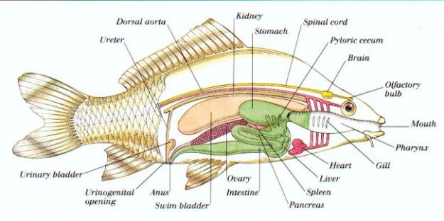 Sistem Ekskresi, osmoregulasi, Ikan