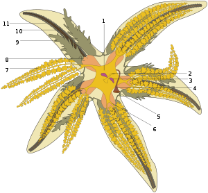 Pengertian ASTEROIDEA Starfish Gambaran Ciri ciri 